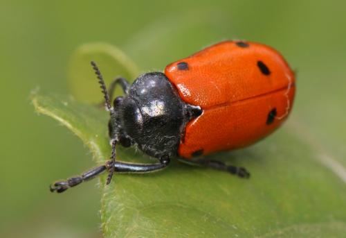 Réf. 282 417 : Lachnaia paradoxa